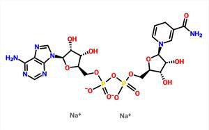 β-Nicotinamide Adenine Dinucleotide Disodium Muối NADH CAS 606-68-8